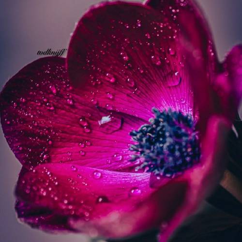  شاید همش بینمون بود دعوا ولی برام چشایِ تو فرق داشت